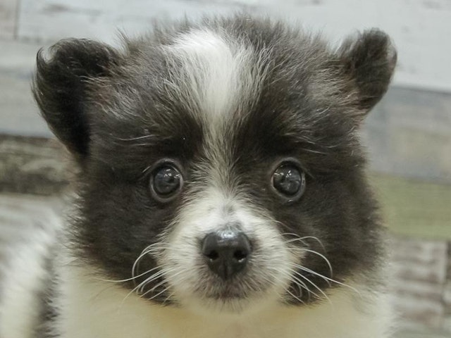 2024年3月9日生まれのハーフ犬の1枚目の写真